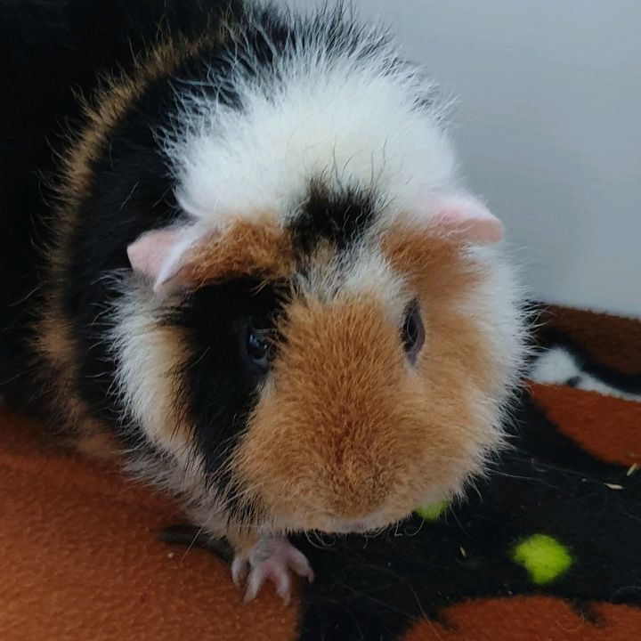 tinypatch