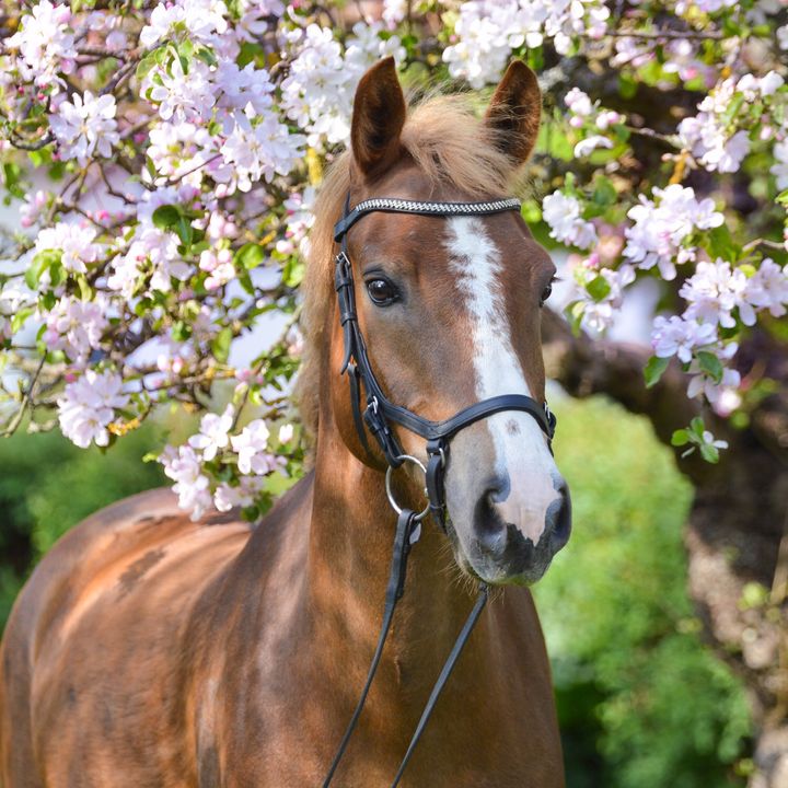 horse...sweden_swe