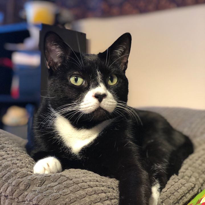 its_a_cats_world