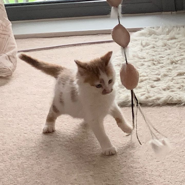 cute_meowko