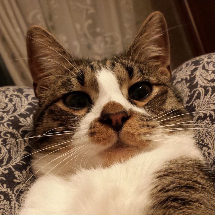 catmiki2013