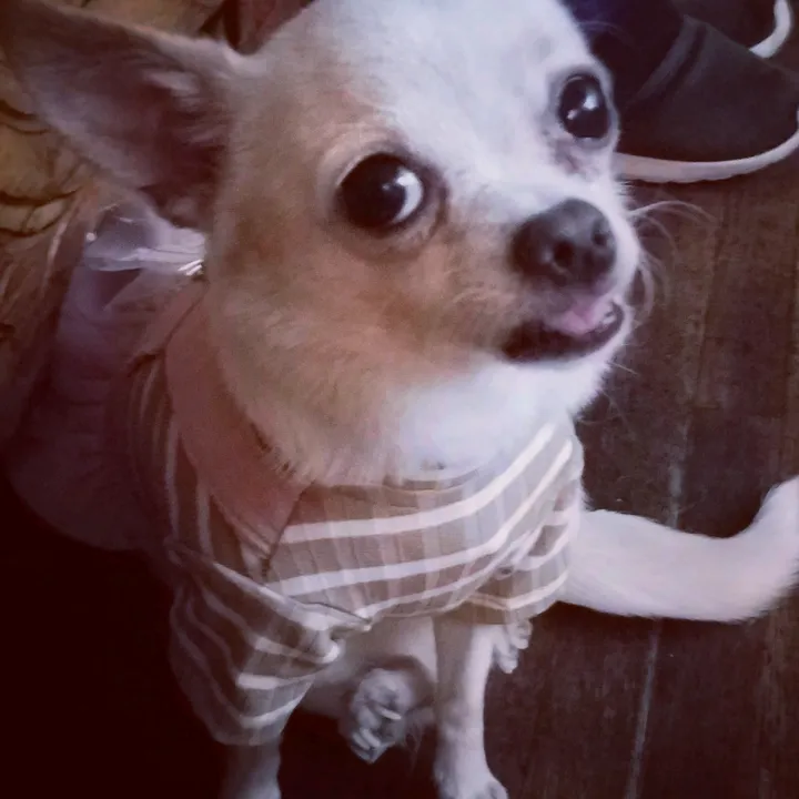 puchis_808
