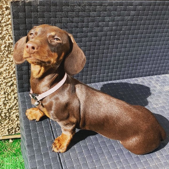 skylerpup