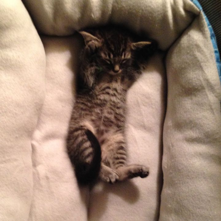 sonikku_the_cat