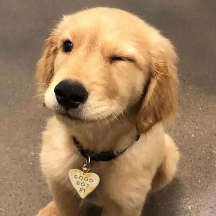 jesuisunchienloll