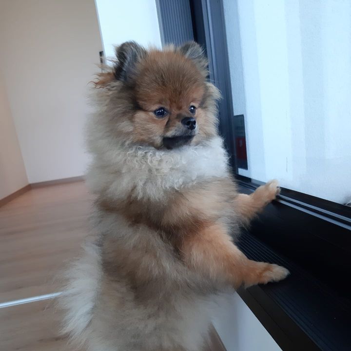 pom.bisqi