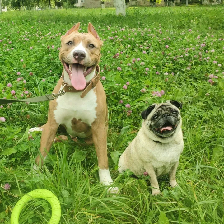 pitbulfred