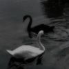 swans.5