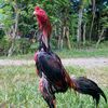 raptorgraphics17