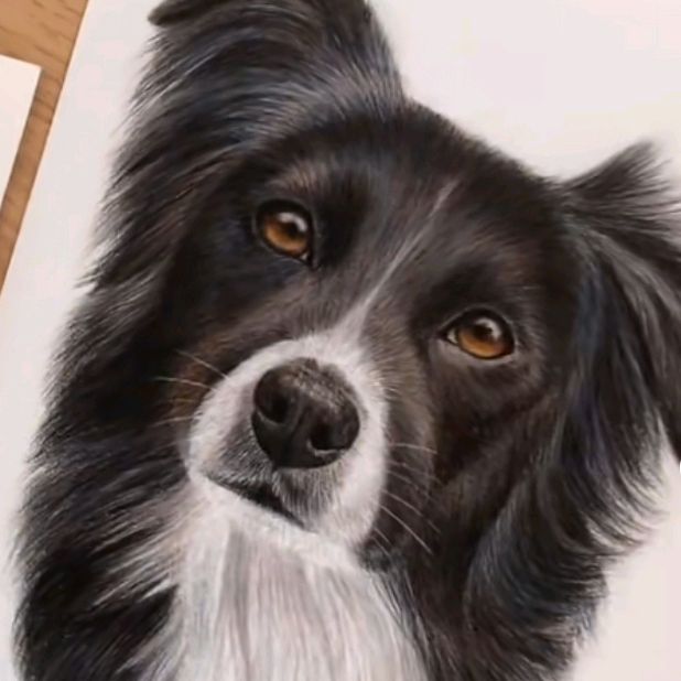 bob_the_bordercoillie