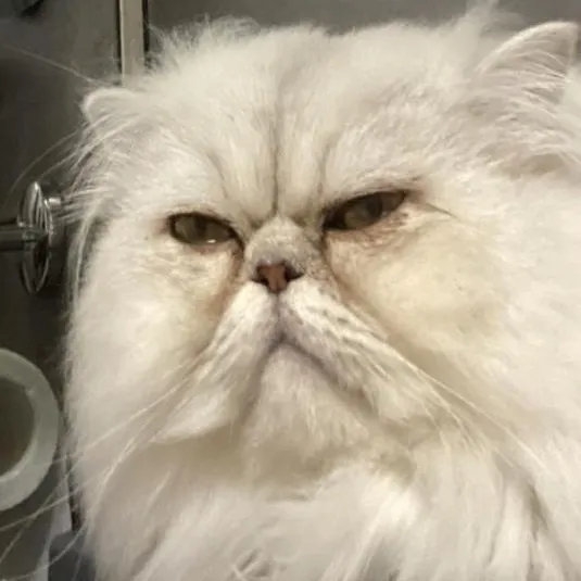 pbopi