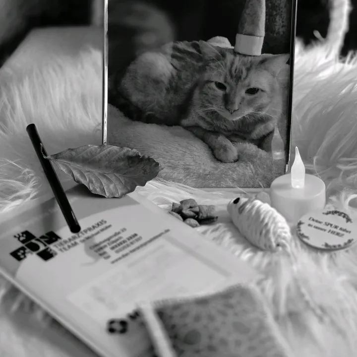 mietze_80