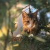 mitsy.the.cat01