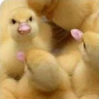 duck_master173