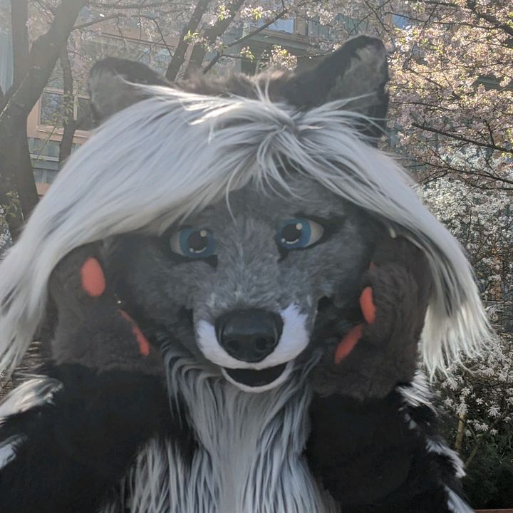 cassidythecivet