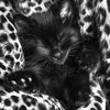 florka3._