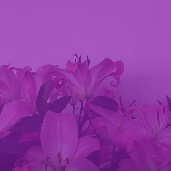 aniss_883