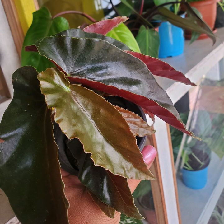 phoenixplantspot