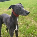@henrywhippet0