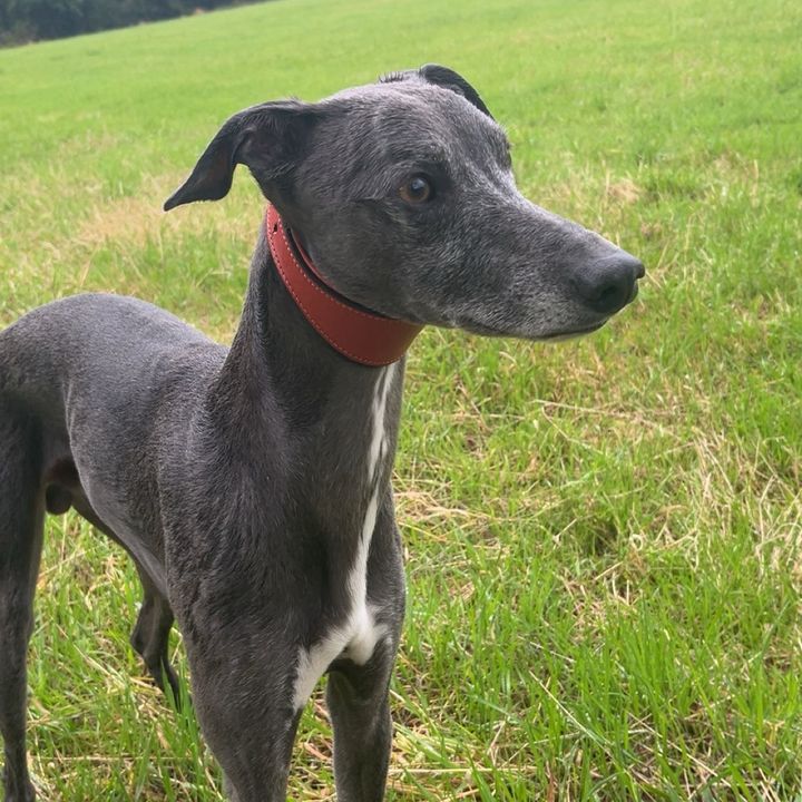 henrywhippet0