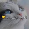 zakia.azami0