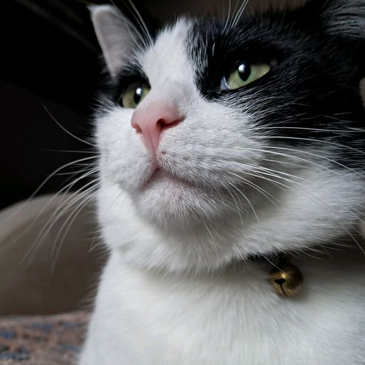 snuggles.the.cat0