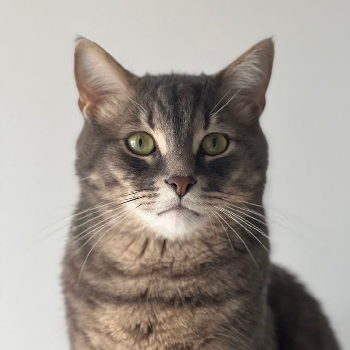olliethescoundrel