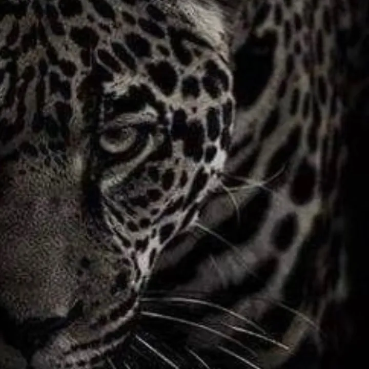 kiwww7777