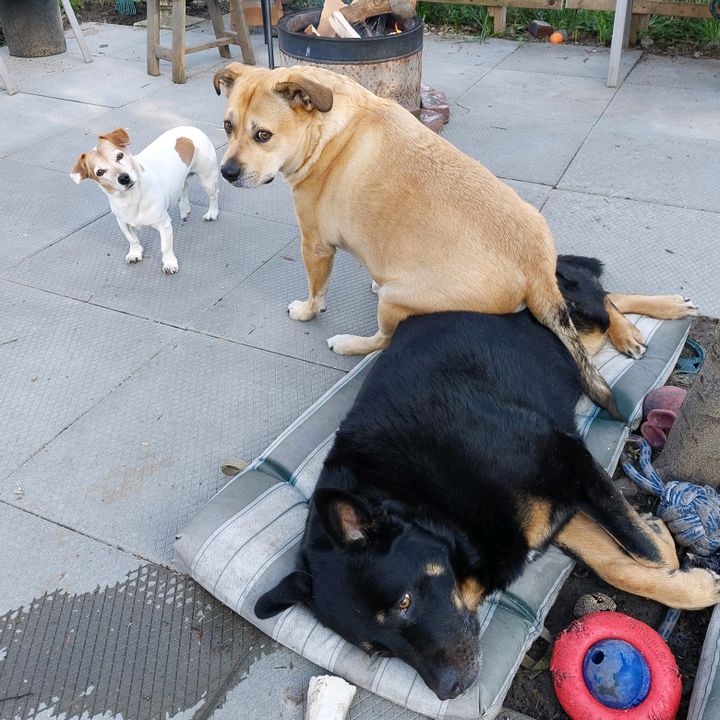 thesepupsthough