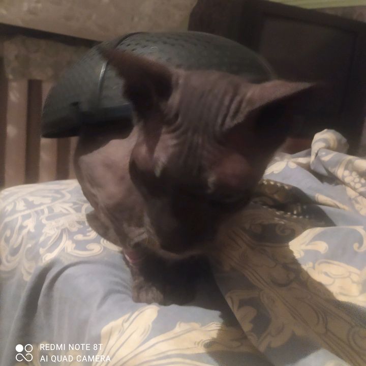 kotik_buba99