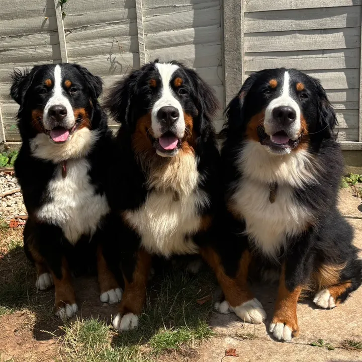 bramblethebernese