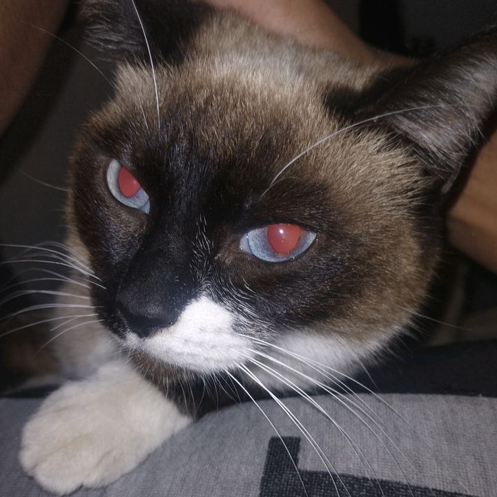 aratpuffs