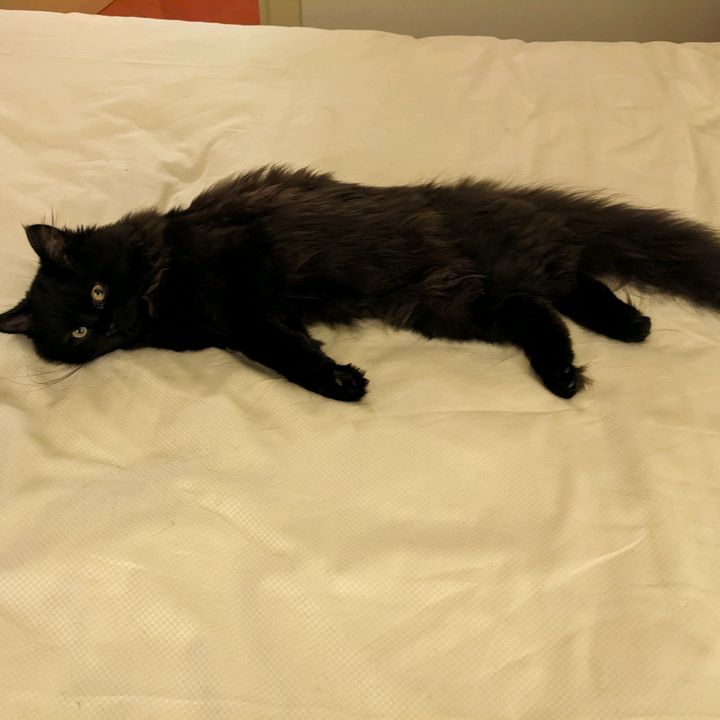 lucy_the_catto