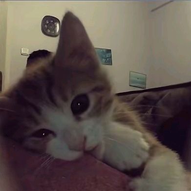 sillykitty_81
