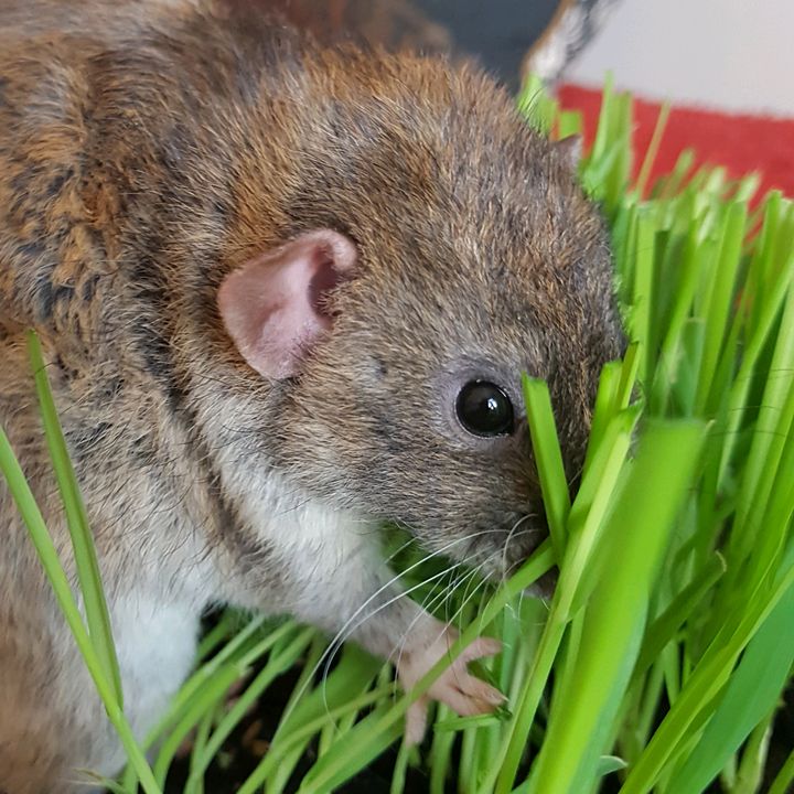 crispy.fern