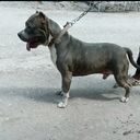 @1dognation