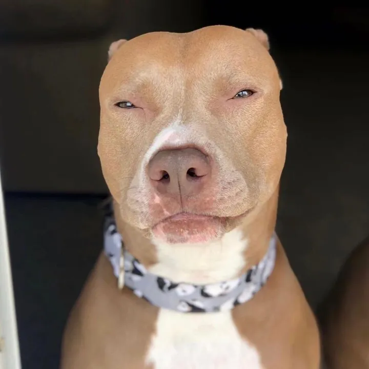 knight_thepit
