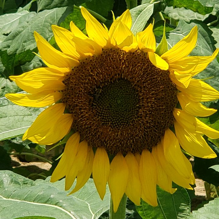 sunflowers4power