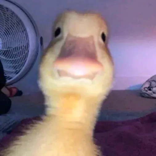 @meguff