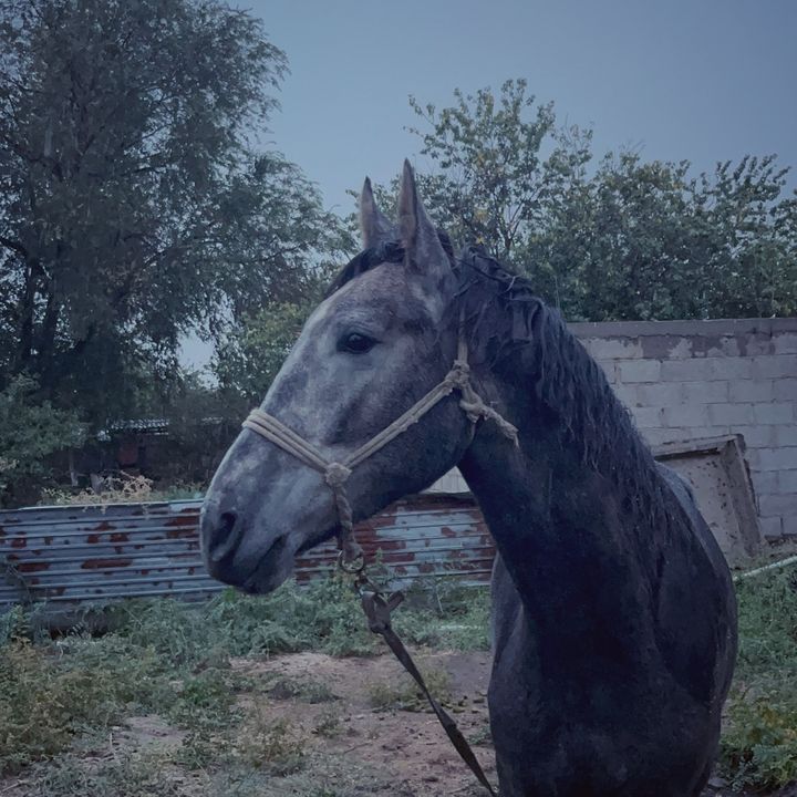 aisultan_43