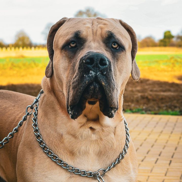 @boerboelbear