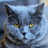 chat.14