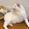 liutopie