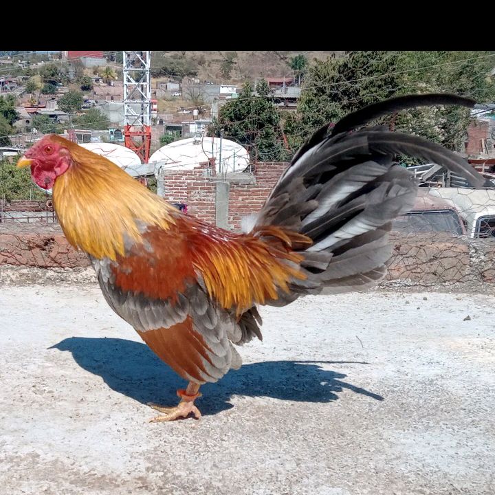 criadero.s.v0