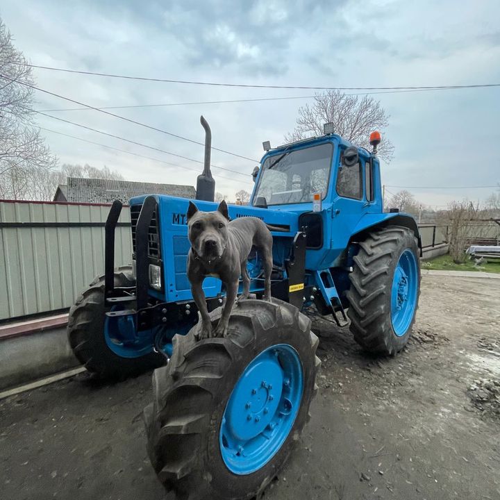 denys1385