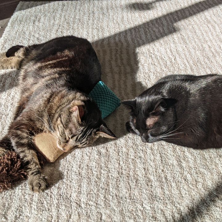 greeneyedkitties