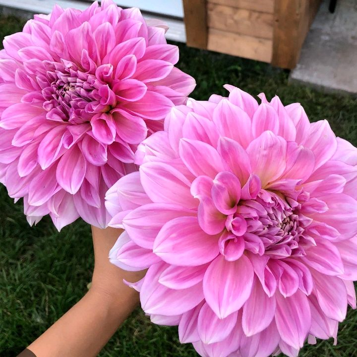 🌸🌺 - son original