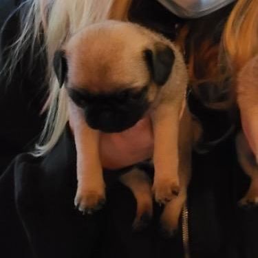 @davethe_pug