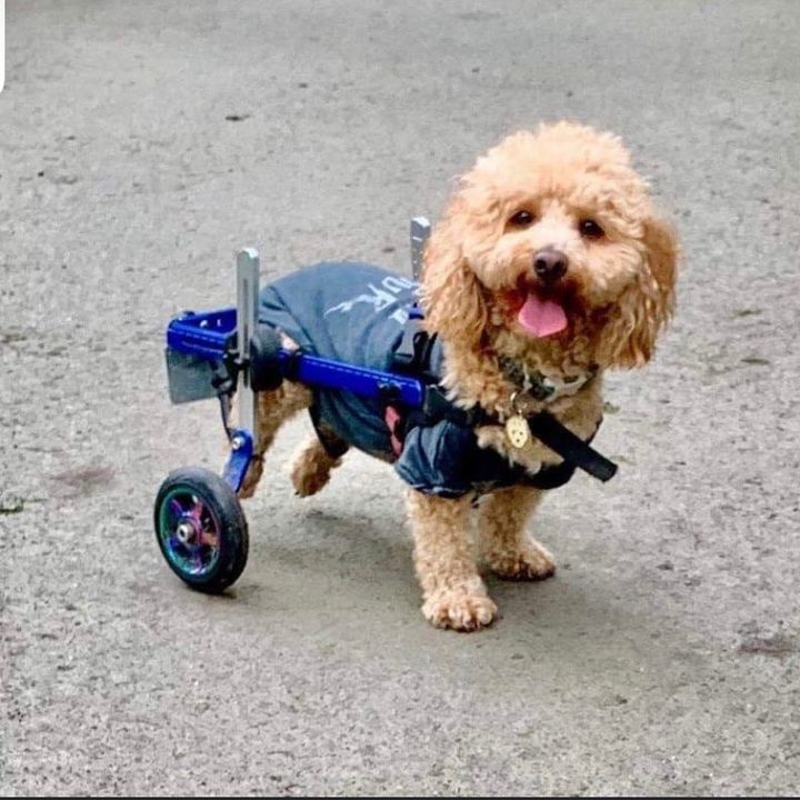 @henryweewheels