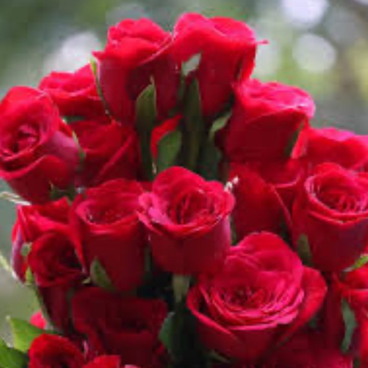berrirose2